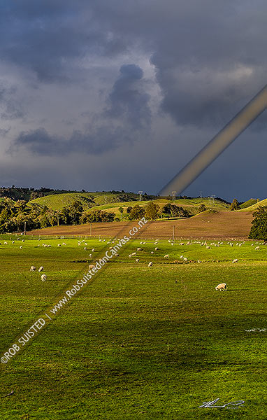 Photo of Sheep grazing lush spring farmland and witner grazing paddocks, Taihape, Rangitikei, Manawatu-Wanganui Region, New Zealand (NZ)