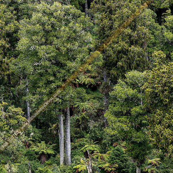 Photo of Matai (Prumnopitys taxifolia, matai) tree double standing in mature podocarp forest, central North Island. Square format, Ohakune, Ruapehu, Manawatu-Wanganui Region, New Zealand (NZ)