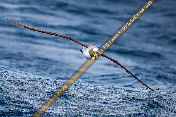 Photo of Buller's Mollymawk (Thalassarche bulleri) or Buller's albatross, in flight dynamically soaring amongst souithern ocean waves. Northern Bullers Mollymawk, Chatham Islands Rekohu, Chatham Islands, Chatham Islands Region, New Zealand (NZ)