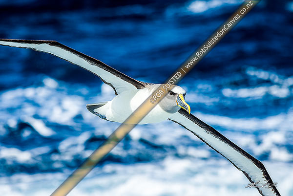 Photo of Buller's Mollymawk (Thalassarche bulleri) or Buller's albatross, in flight dynamically soaring amongst souithern ocean waves. Northern Bullers Mollymawk, Chatham Islands Rekohu, Chatham Islands, Chatham Islands Region, New Zealand (NZ)