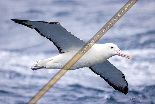 Photo of Northern Royal Albatross (Diomedea sandfordi) flying and soaring over ocean, Chatham Islands Rekohu, Chatham Islands, Chatham Islands Region, New Zealand (NZ)