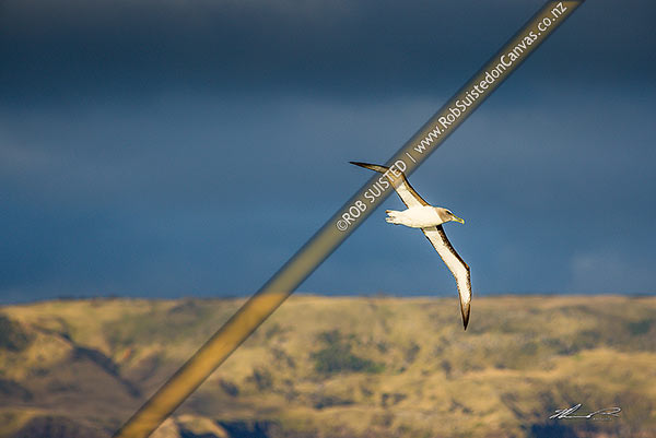 Photo of Buller's Mollymawk (Thalassarche bulleri) or Buller's albatross, in flight, Chatham Islands south coast. Northern Bullers Mollymawk, Chatham Islands Rekohu, Chatham Islands, Chatham Islands Region, New Zealand (NZ)