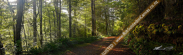 Photo of Moody forest road on a misty winter morning with sun rays streaming into beech forest (Nothofagus sp.). Panorama, Buller River, Buller, West Coast Region, New Zealand (NZ)