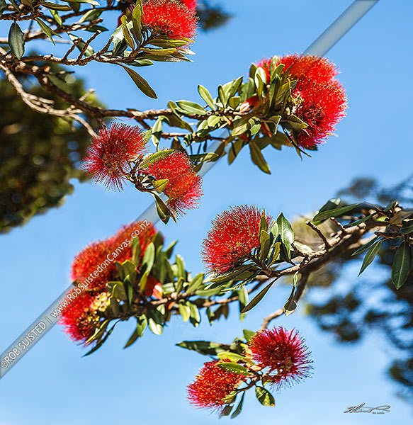 Photo of Pohutukawa flowers against blue sky (Metrosideros excelsa). Square format,, New Zealand (NZ)