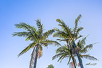 Queen Palms, Papamoa Beach canvas print