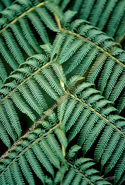 Photo of Native tree fern fronds, Te Urewera National Park, Wairoa, New Zealand (NZ)